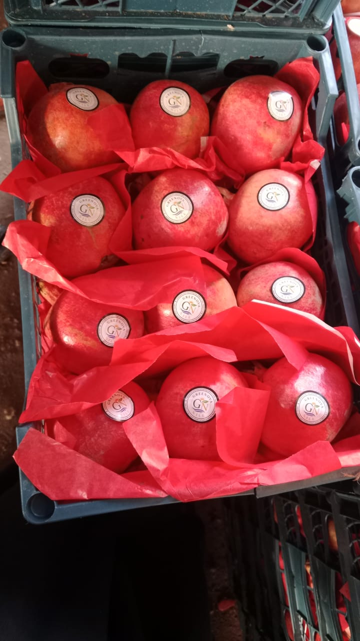 Egyptian Pomegranates | رمان مصري للتصدير
